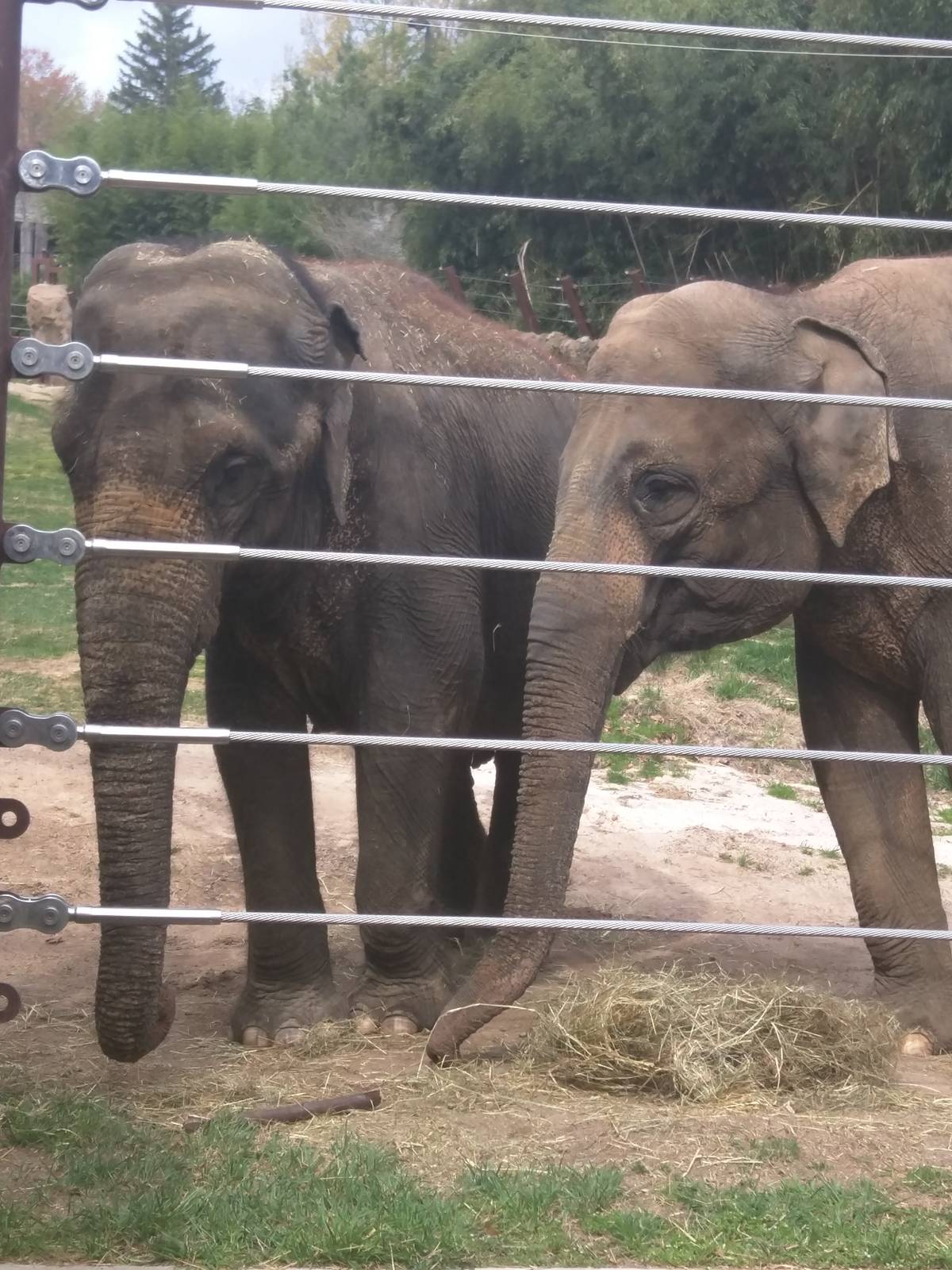 Elephant Trails - Asian Elephant - Kamala - Maharani