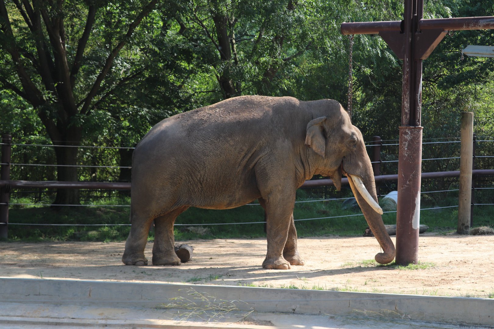 Elephant Trails - Asian Elephant - Spike