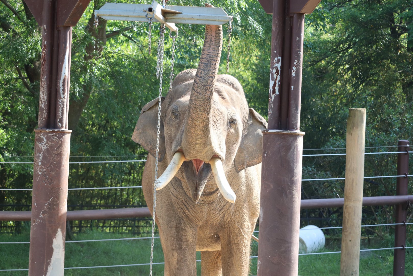 Elephant Trails - Asian Elephant - Spike