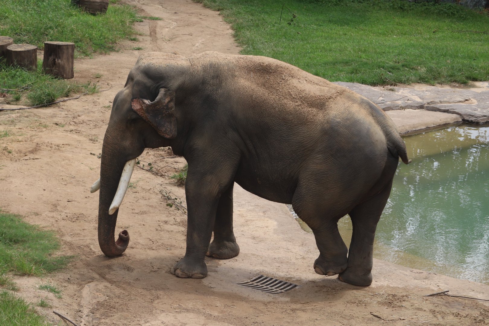 Elephant Trails - Asian Elephant - Spike