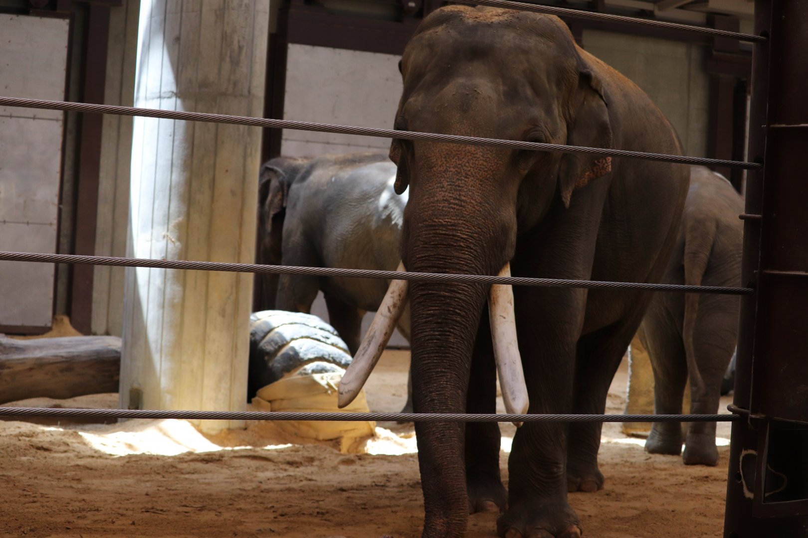 Elephant Trails - Asian Elephant - Spike