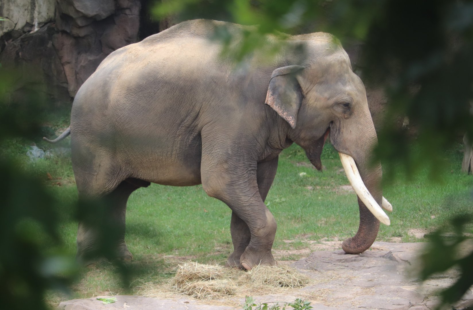 Elephant Trails - Asian Elephant - Spike
