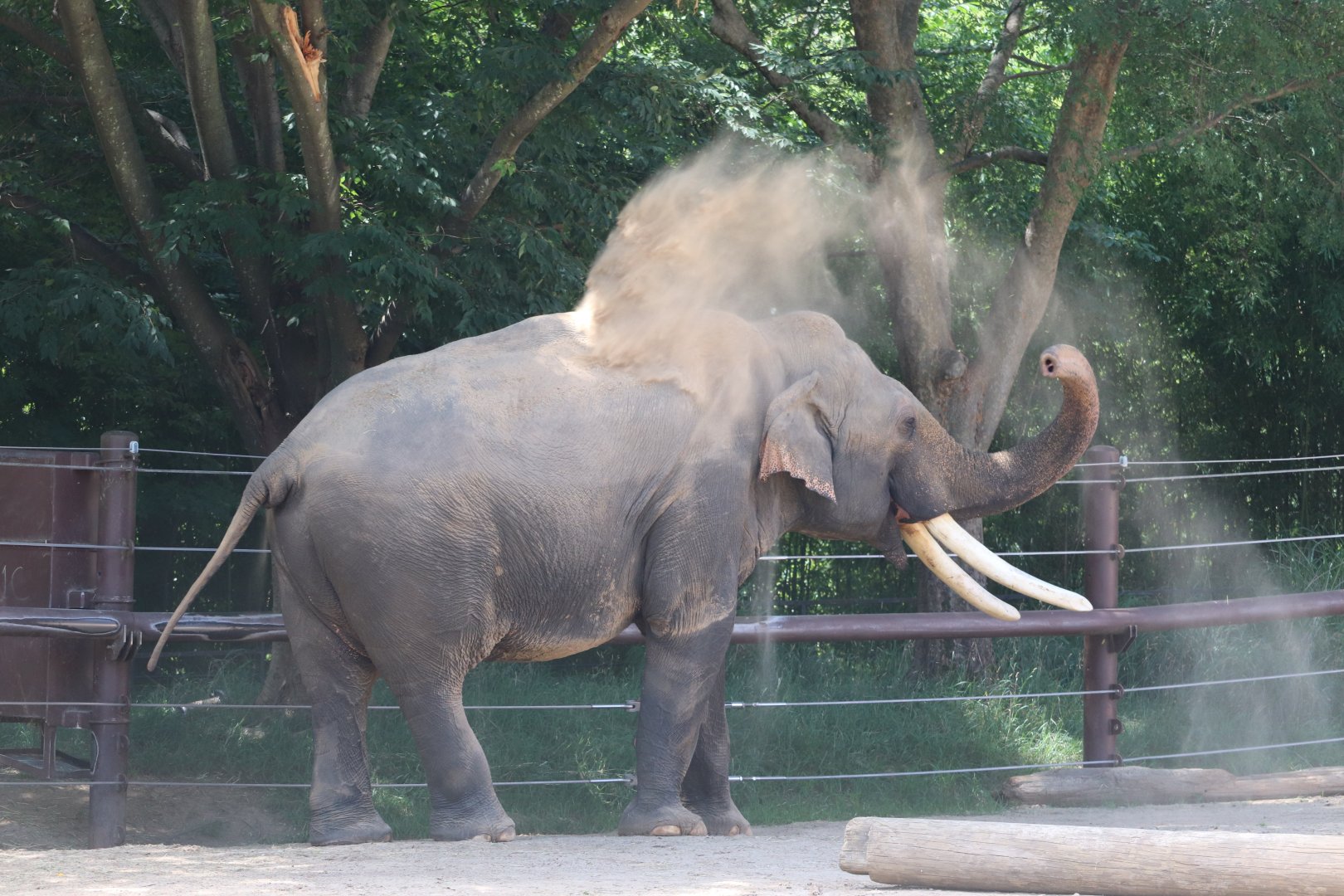 Elephant Trails - Asian Elephant - Spike