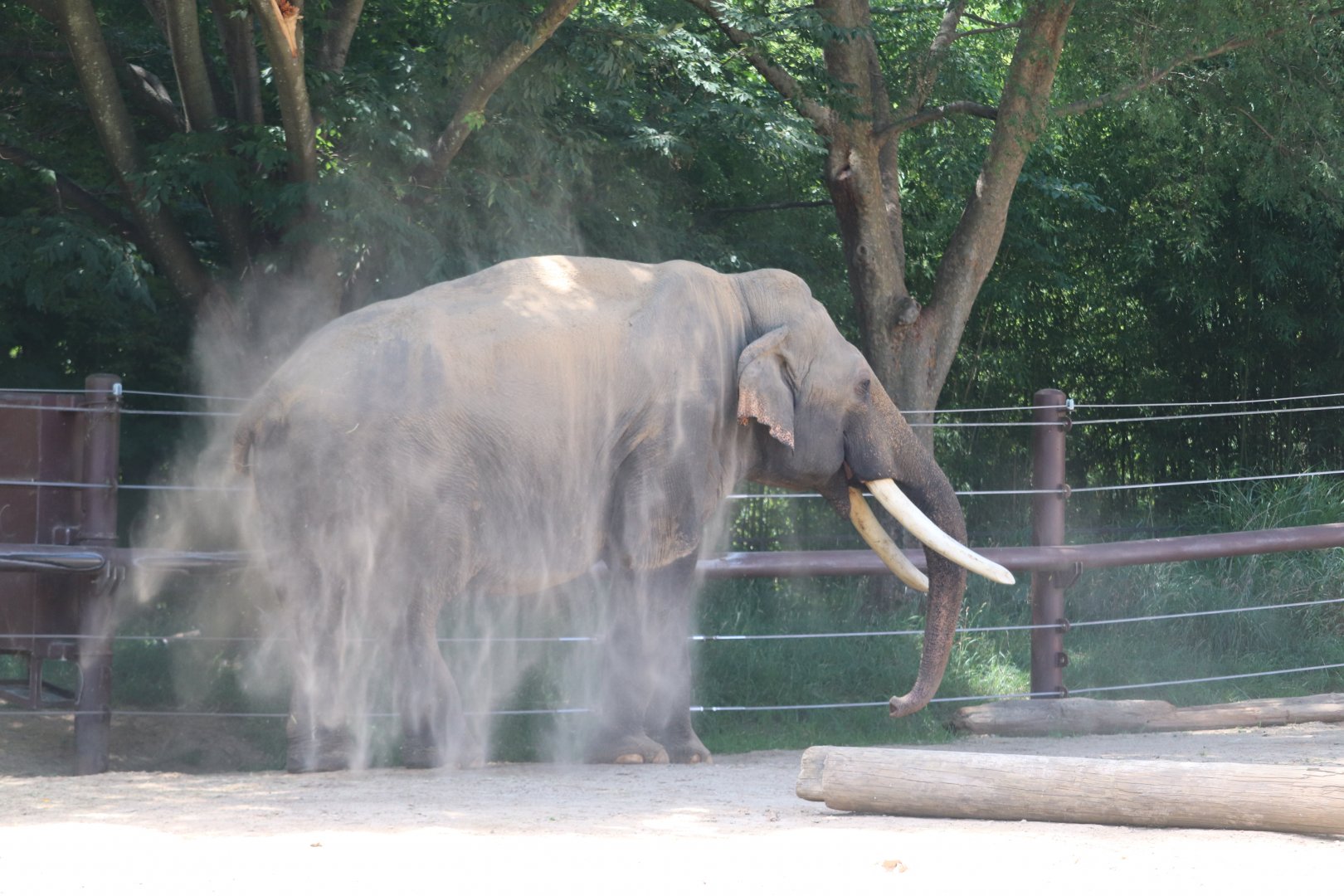 Elephant Trails - Asian Elephant - Spike