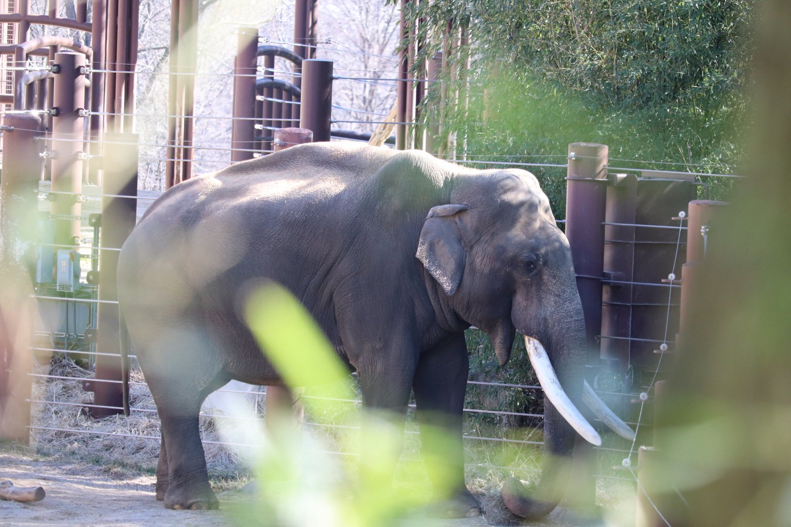 Elephant Trails - Asian Elephant - Spike