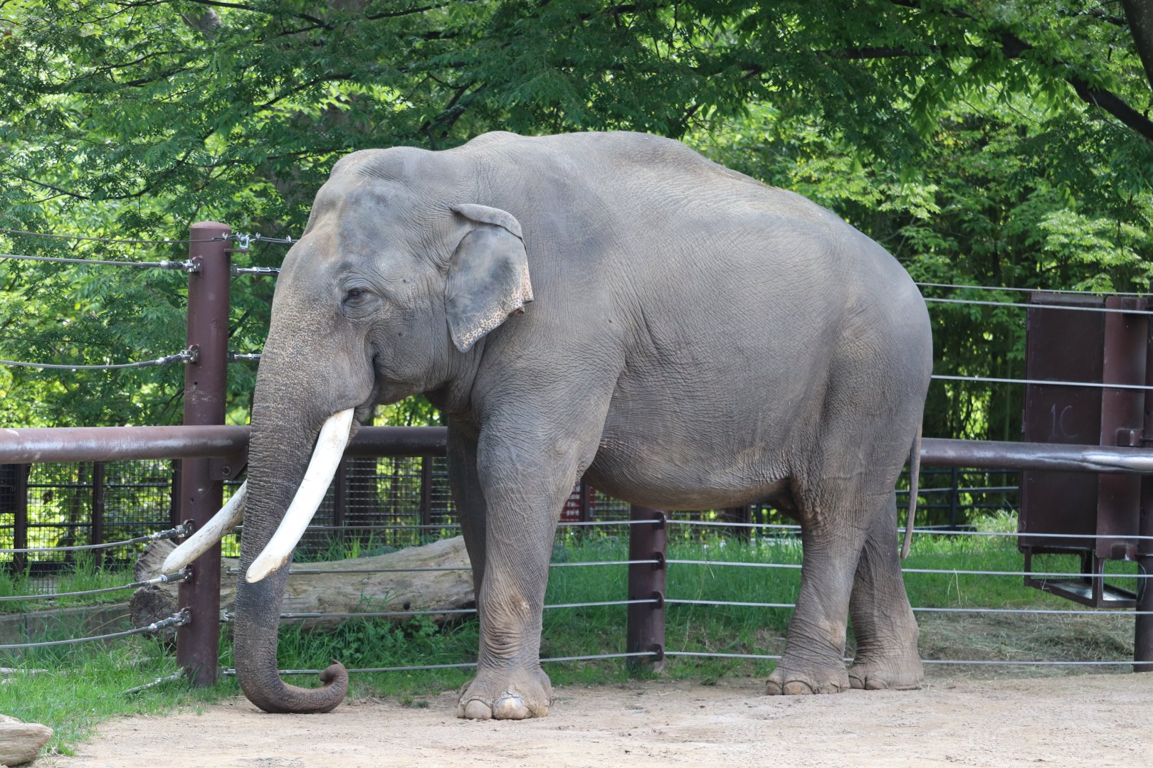 Elephant Trails - Asian Elephant - Spike