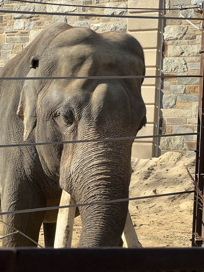 Elephant Trails- Asian Elephant- Spike