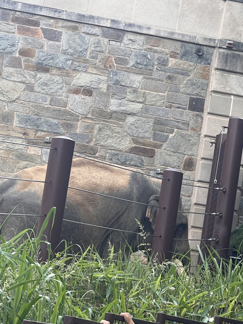 Elephant Trails- Asian Elephant- Spike