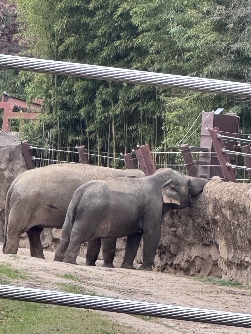 Elephant Trails- Asian elephant- Swarna- Bozie