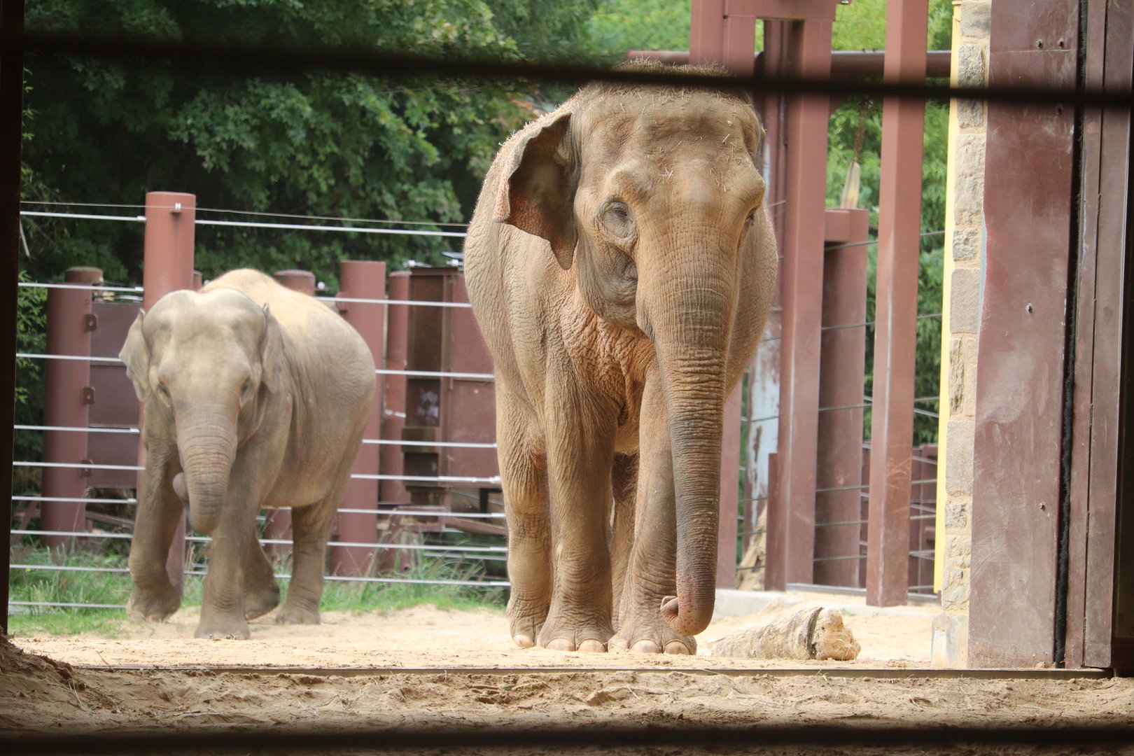 Elephant Trails - Asian Elephant - Trong Nhi - Nhi Linh