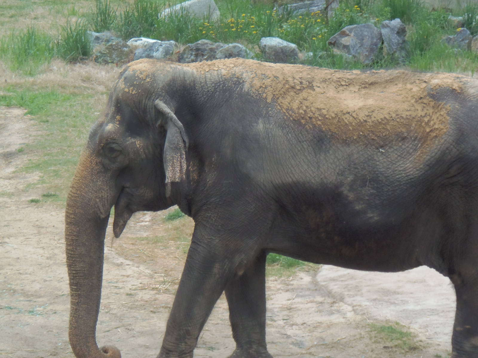 Elephant Trails- Asian Elephant