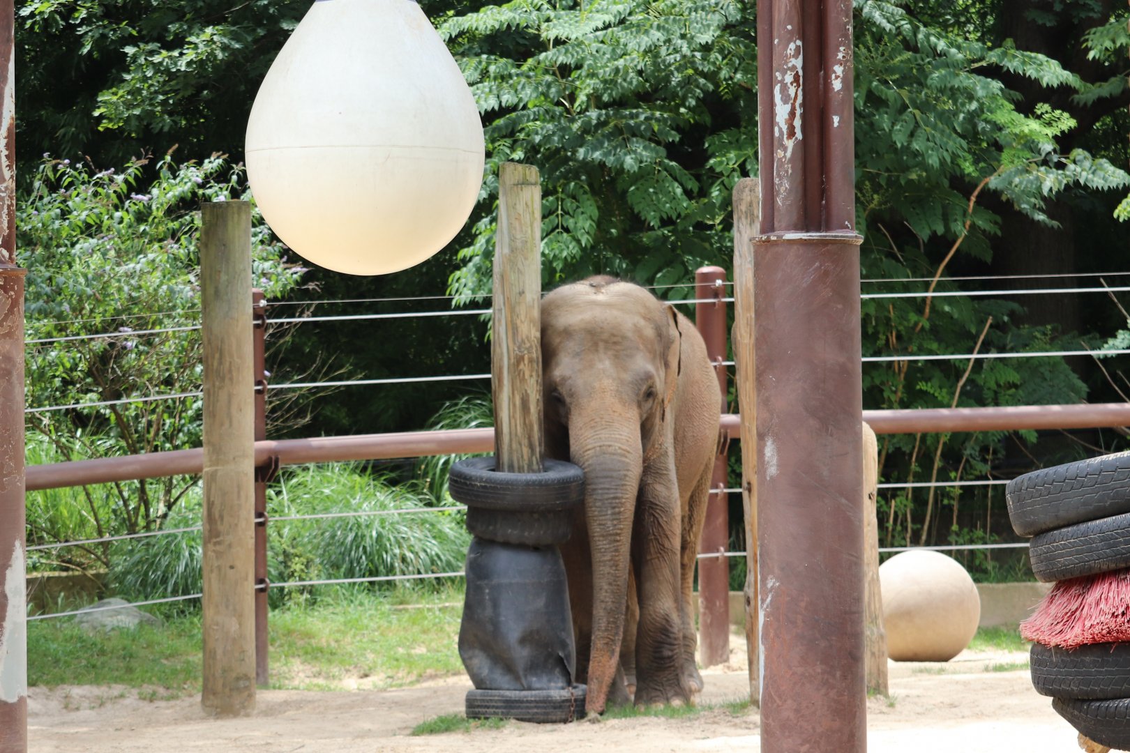 Elephant Trails - Asian Elephant