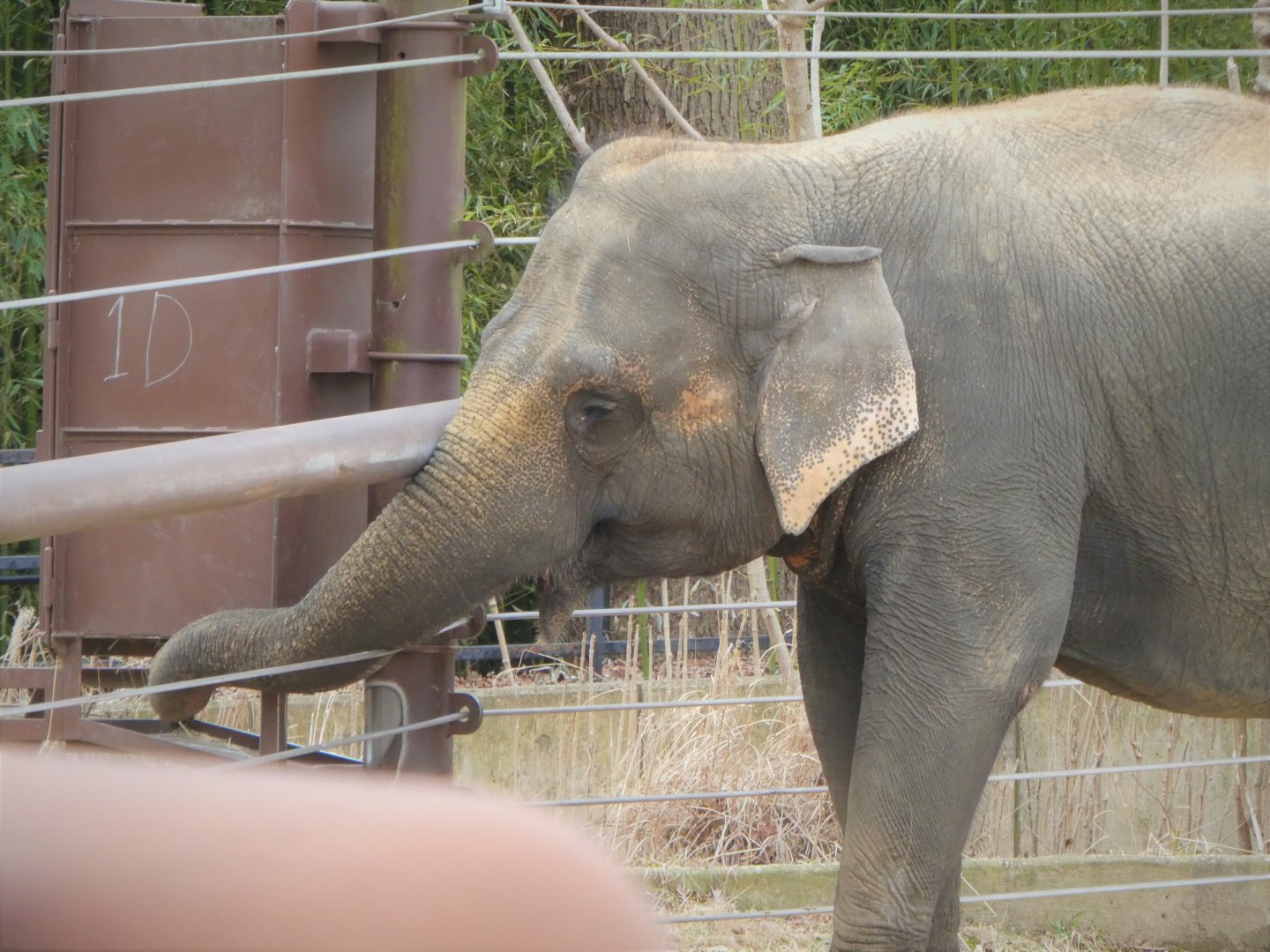 Elephant Trails - Asian Elephant