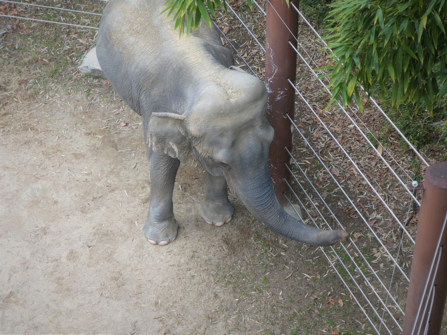 Elephant Trails - Asian Elephant