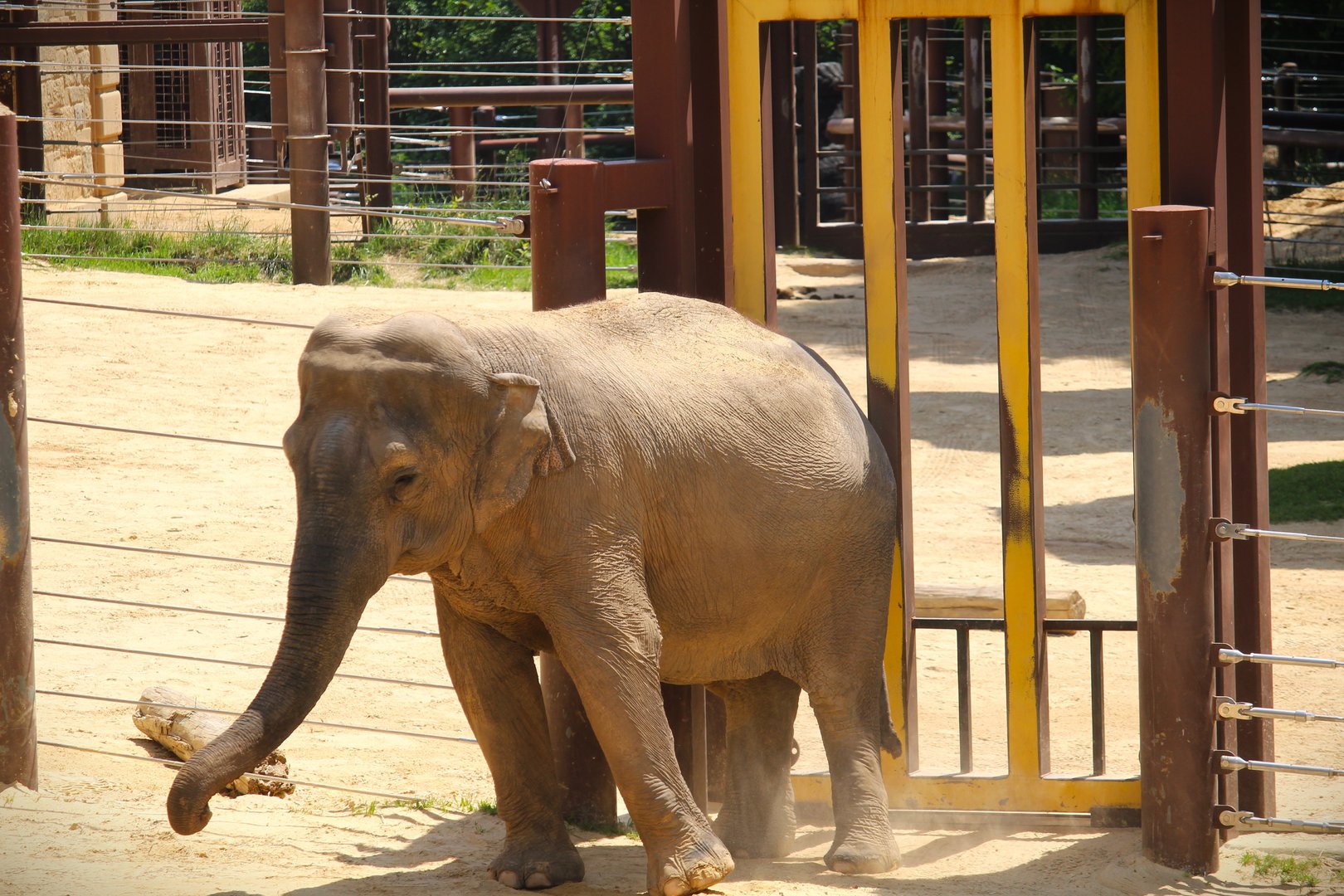 Elephant Trails - Asian Elephant