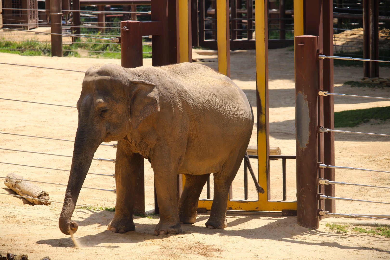 Elephant Trails - Asian Elephant