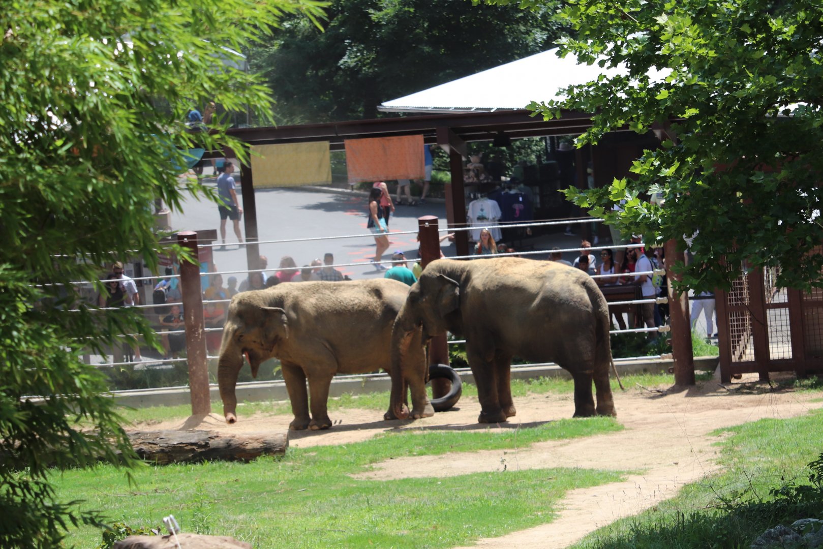 Elephant Trails - Asian Elephants