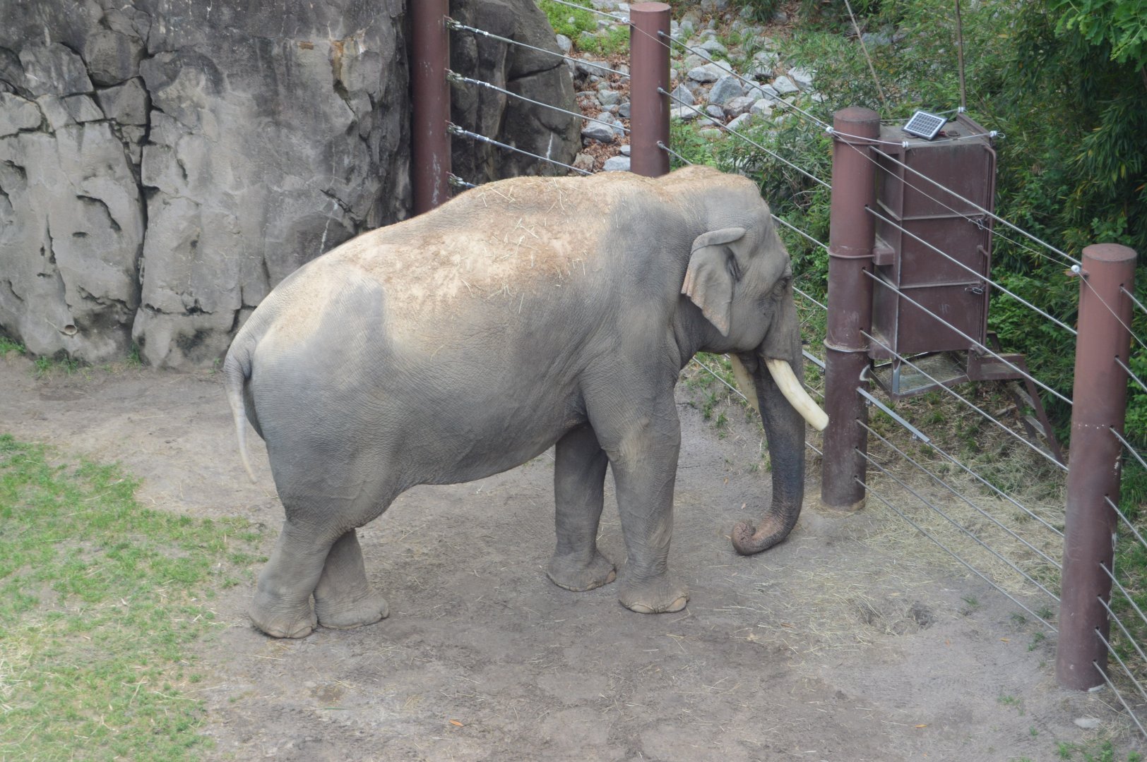 Elephant Trails - Bull Asian Elephant (Elephas maximus)