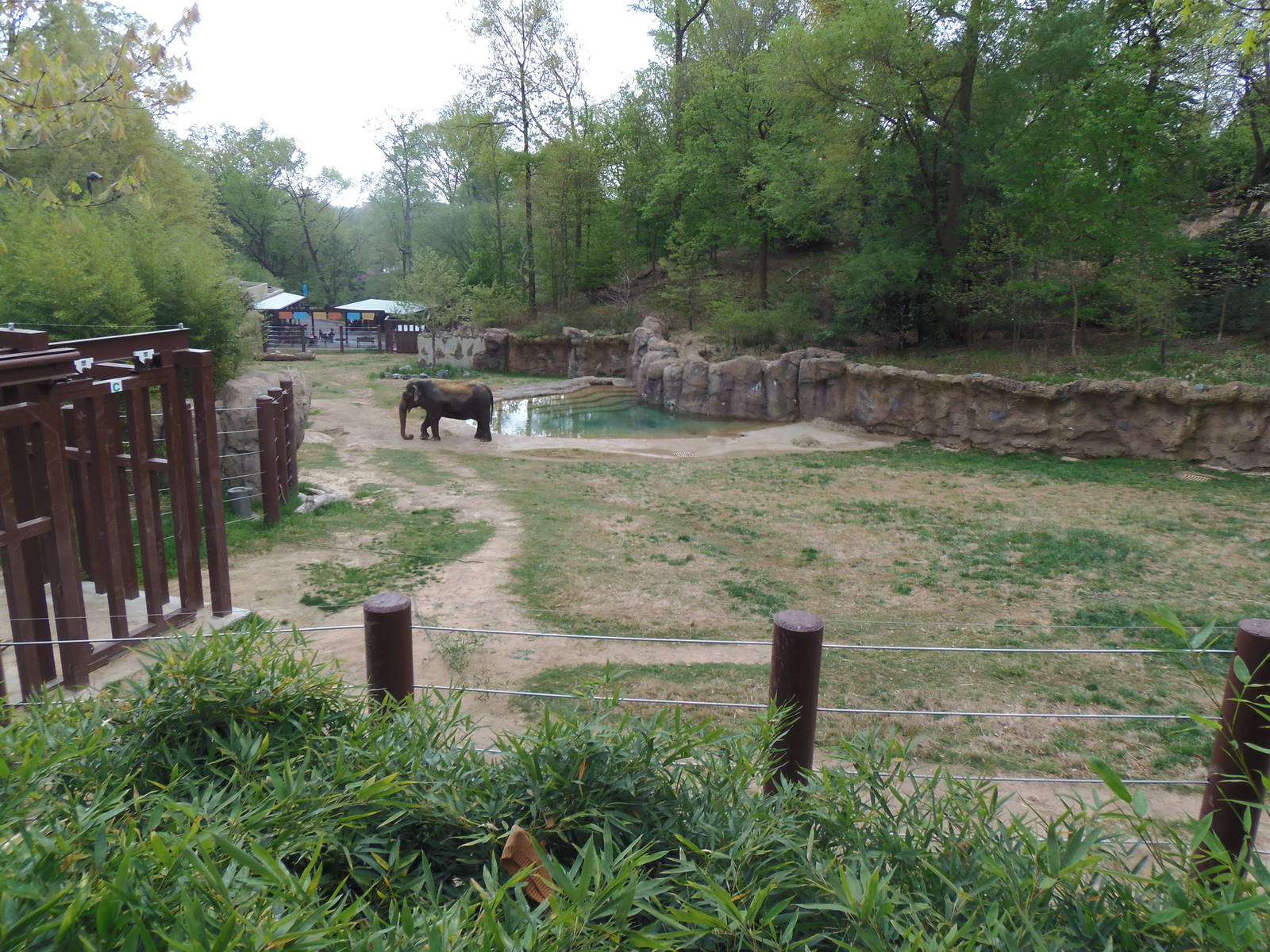 Elephant Trails- Elephant Exhibit