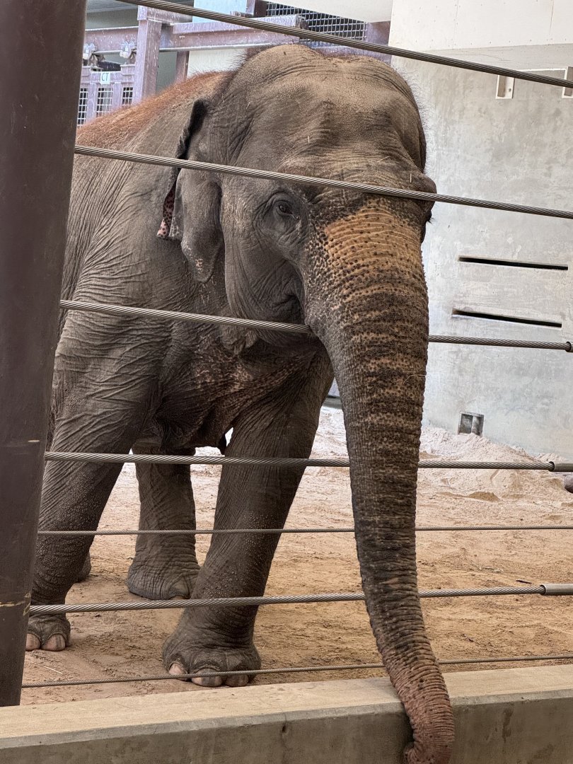 Elephant trails- Kamala begging for treats