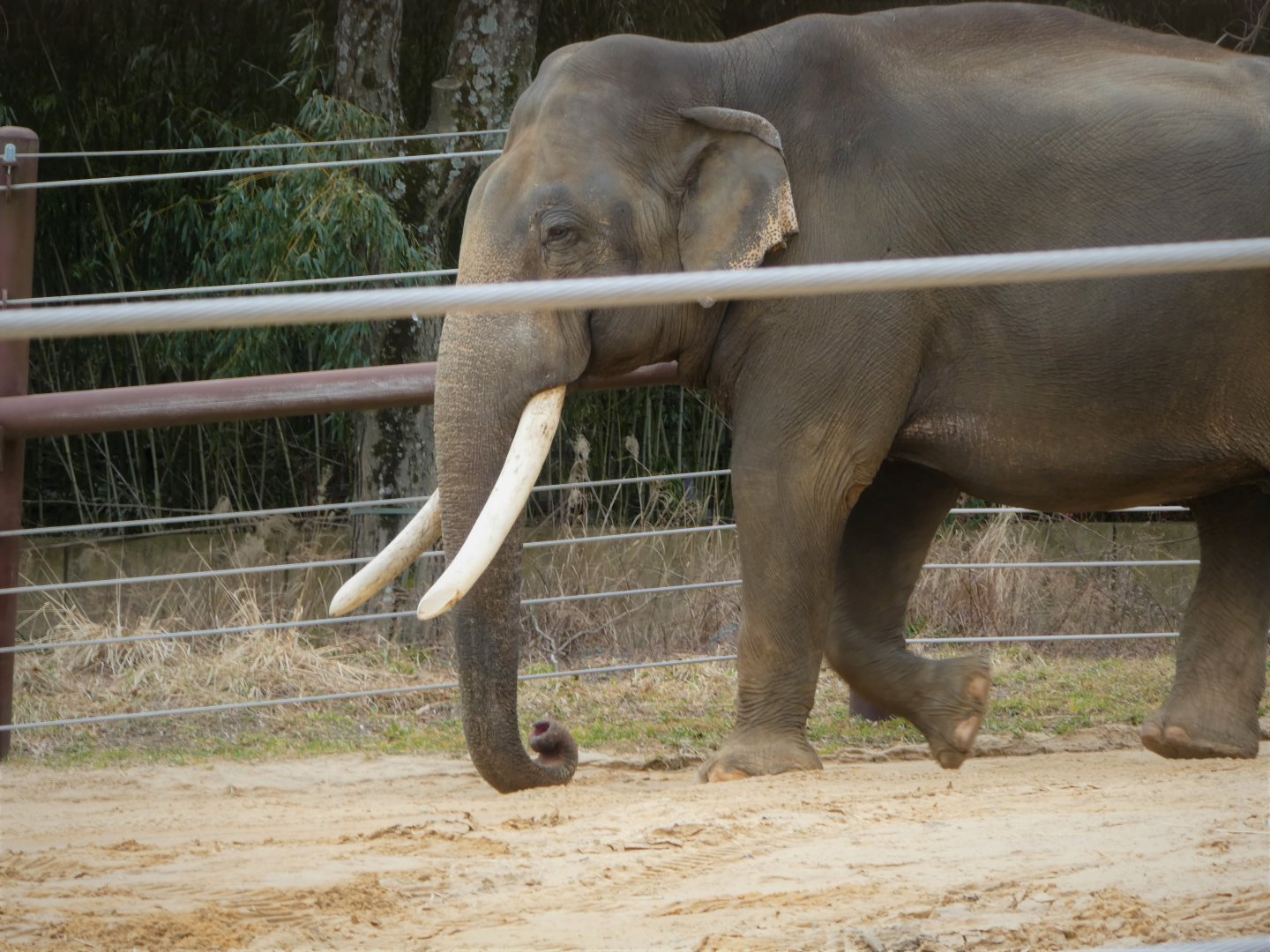 Elephant Trails - Sri Lankan Elephant - Spike
