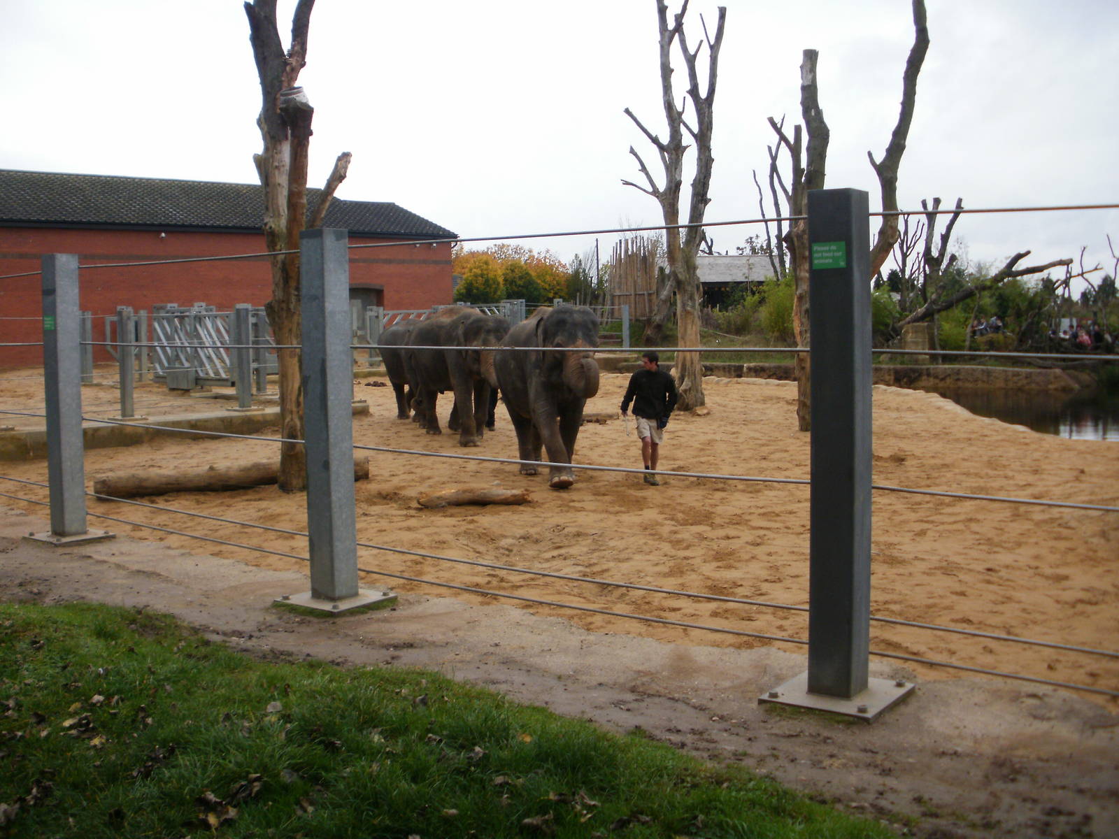 Elephant Training - 28.10.2010