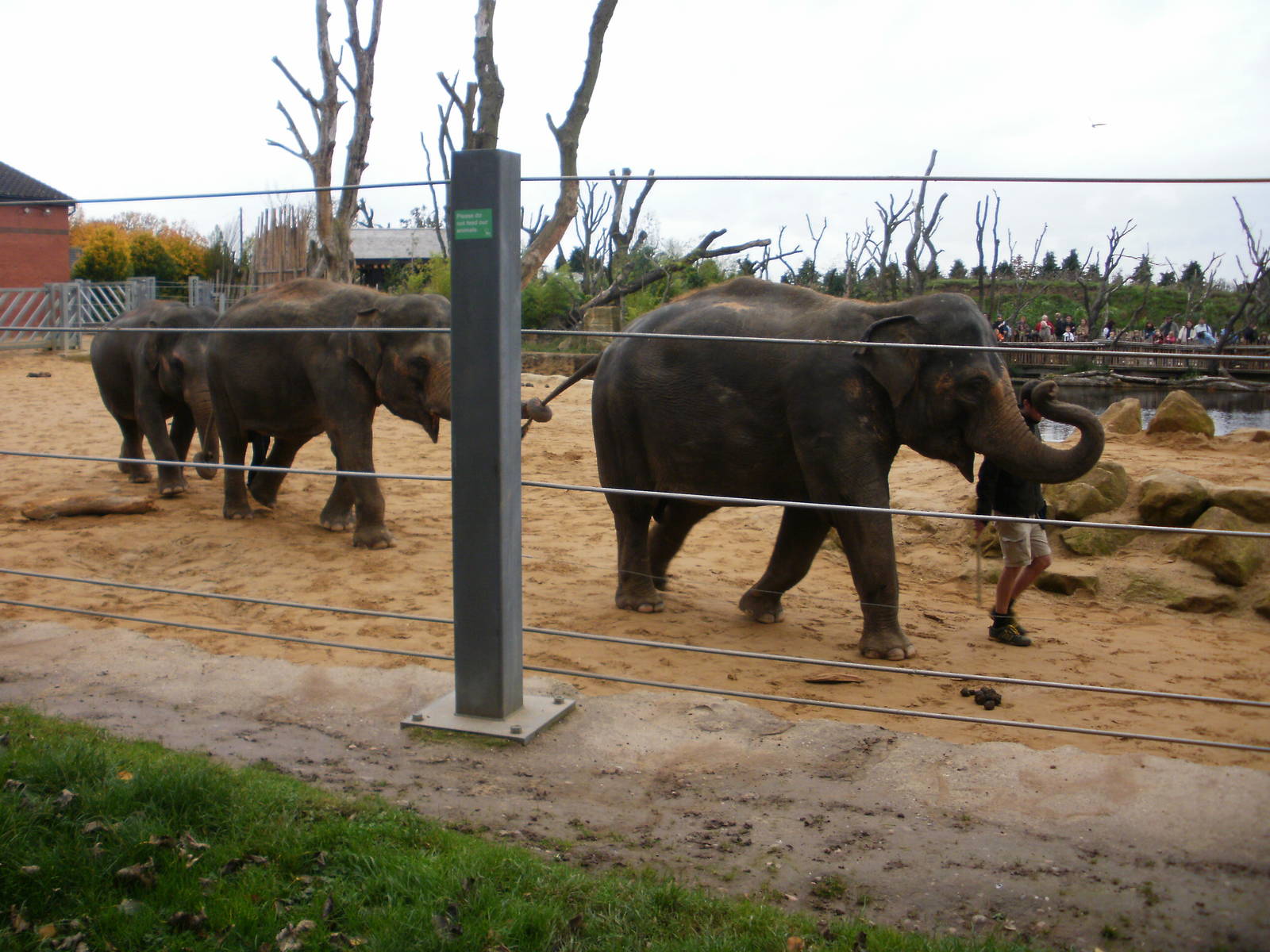 Elephant Training - 28.10.2010