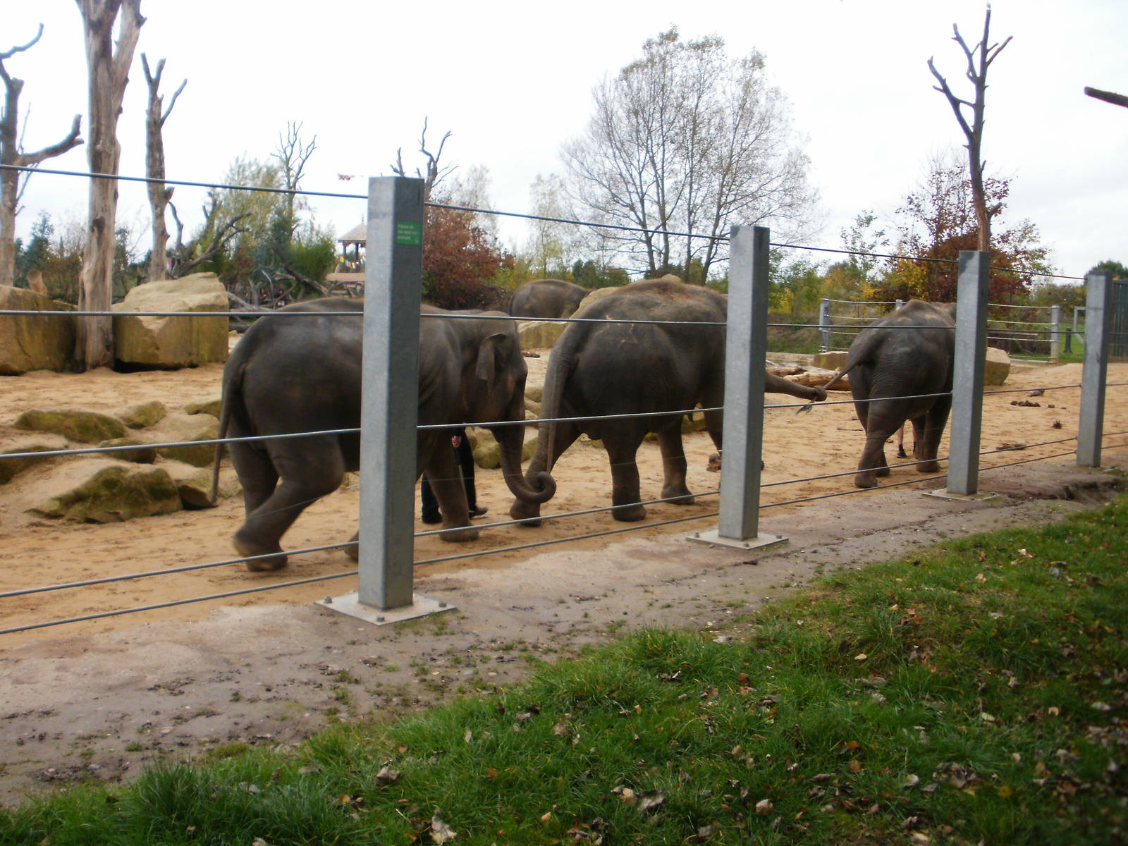 Elephant Training - 28.10.2010