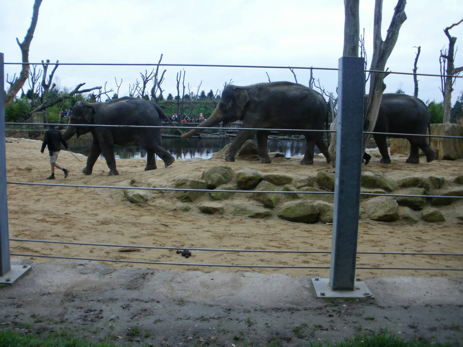 Elephant Training - 28.10.2010