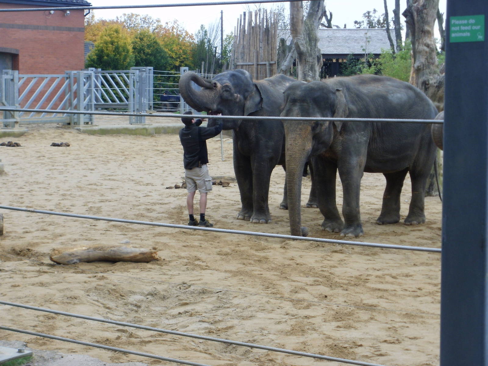 Elephant Training - 28.10.2010