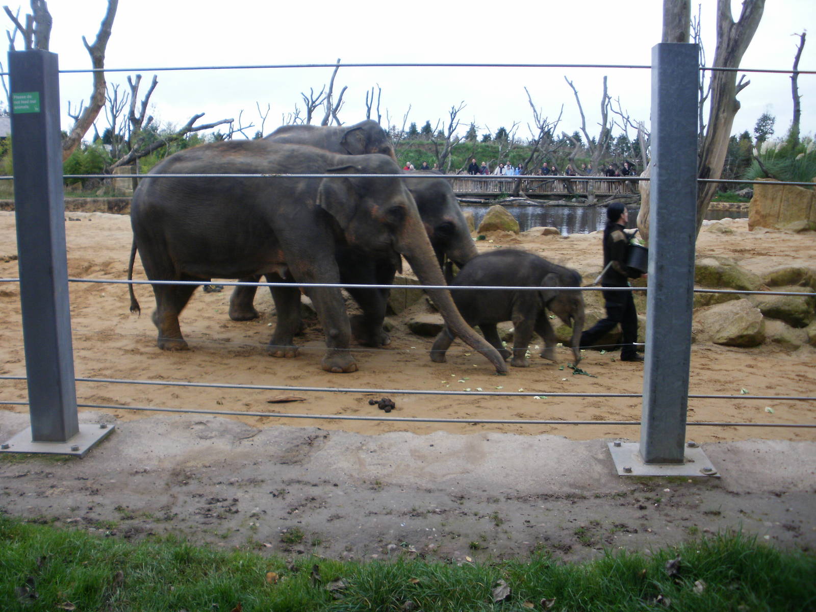 Elephant Training - 28.10.2010