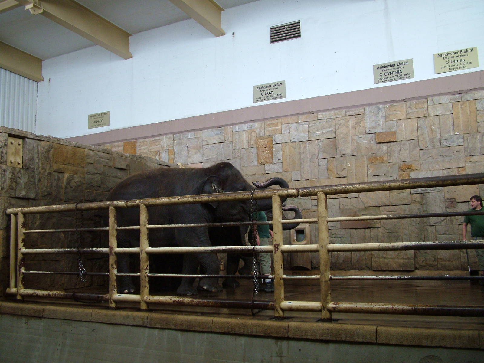 Elephant Training at Tierpark Berlin, 30/08/11