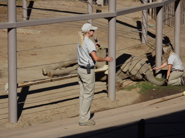 Elephant training demonstration