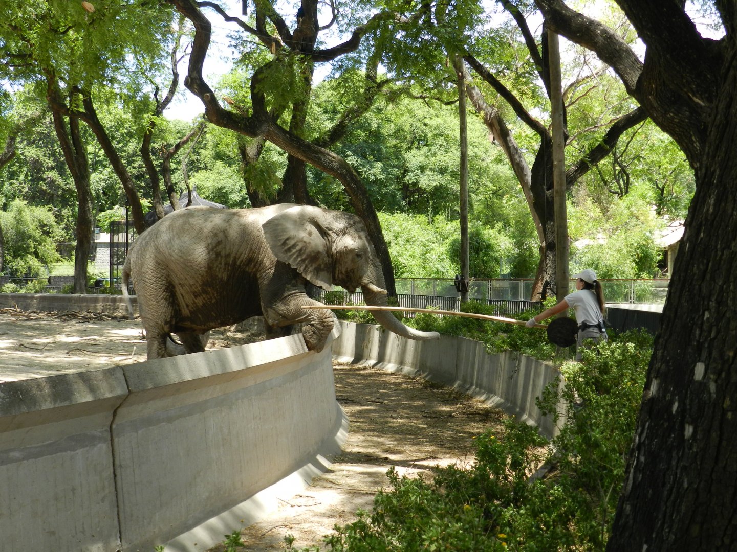 Elephant training - Ecoparque BA