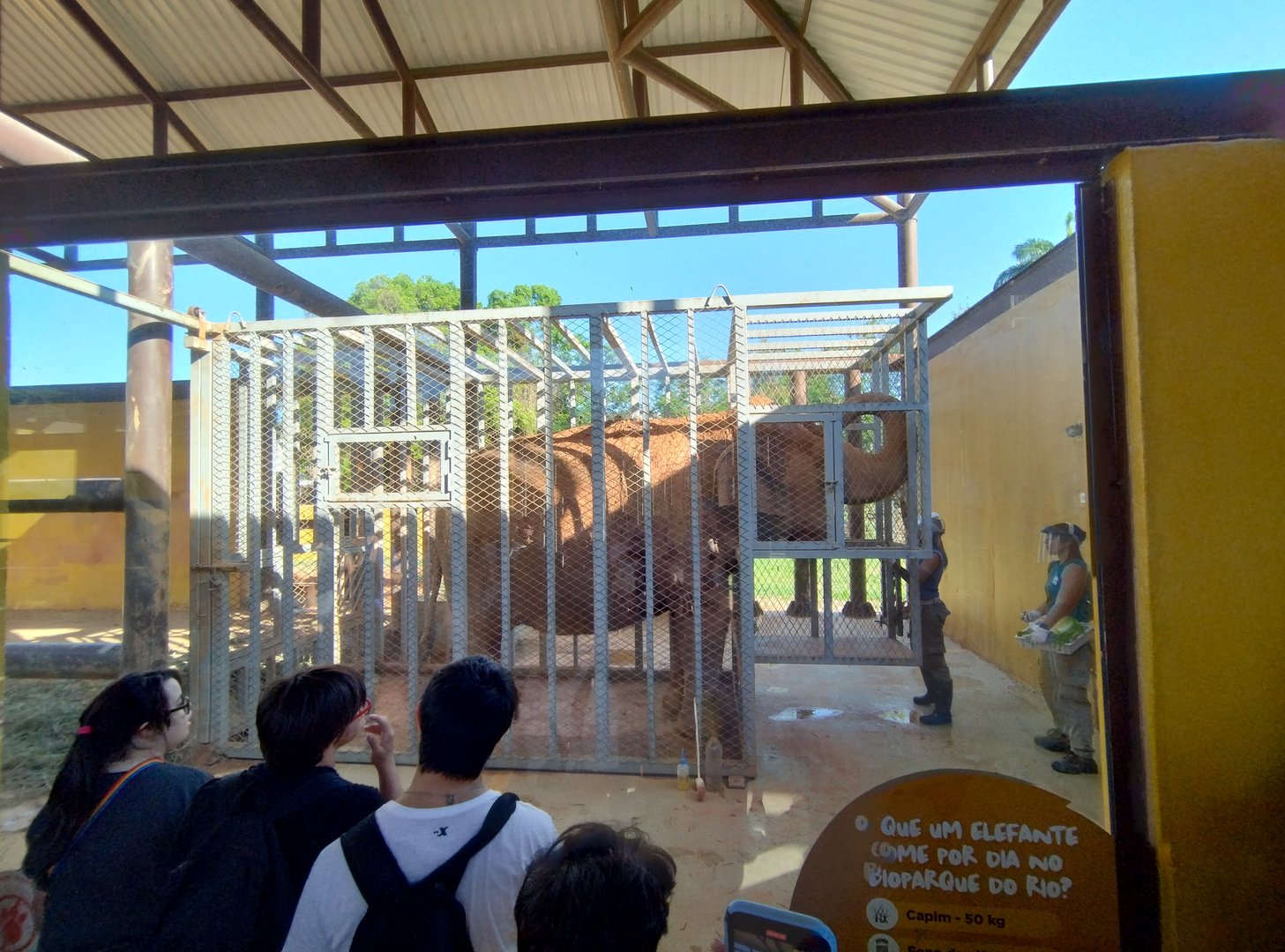 Elephant training section - Bioparque do Rio
