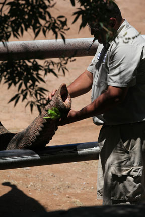 elephant training session