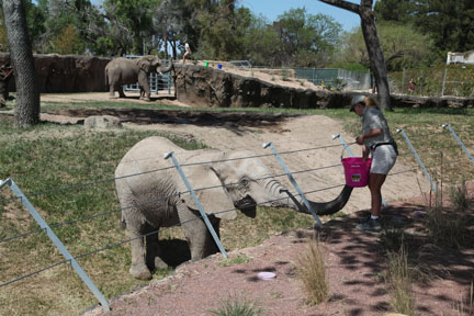elephant training session