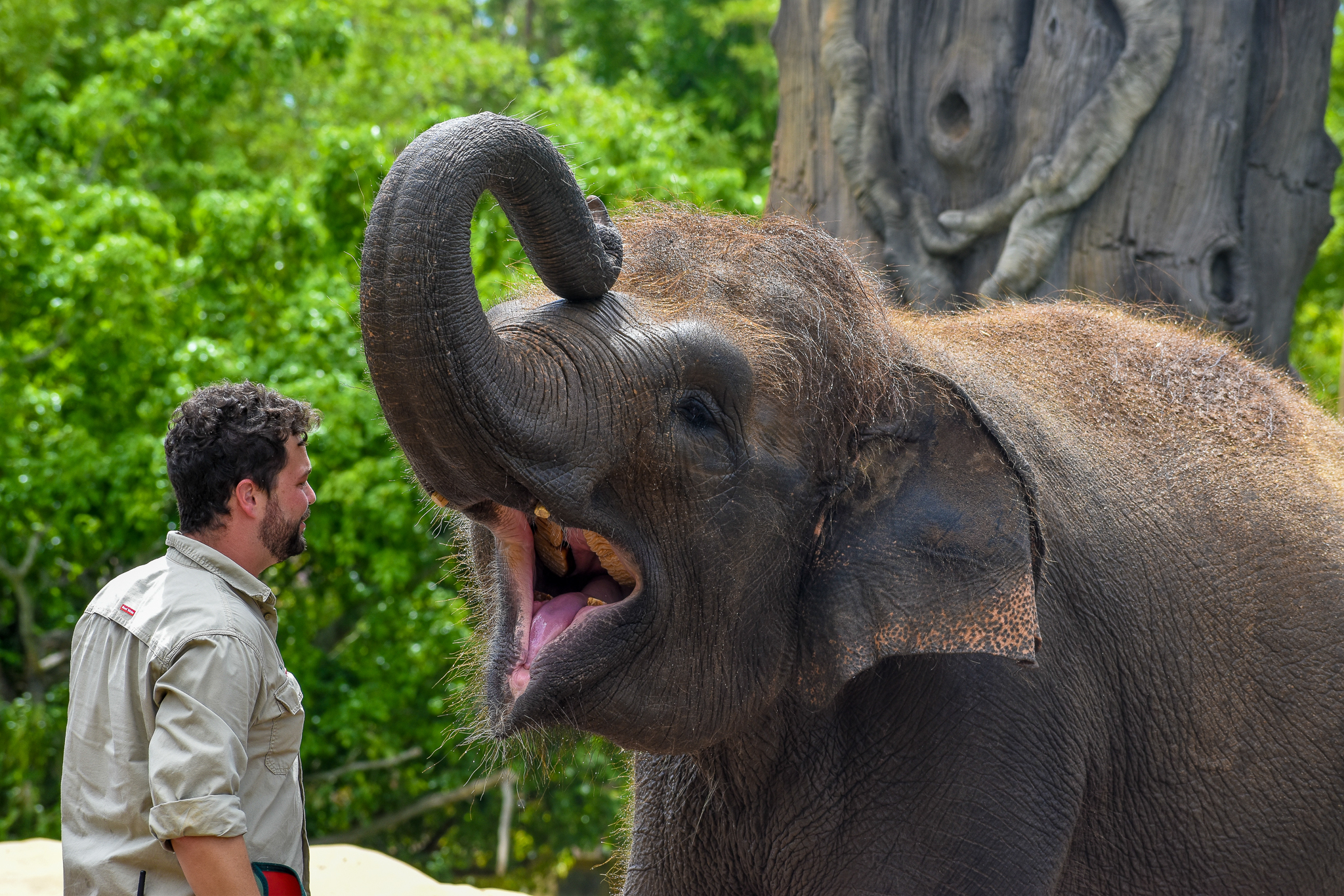 Elephant Training Session