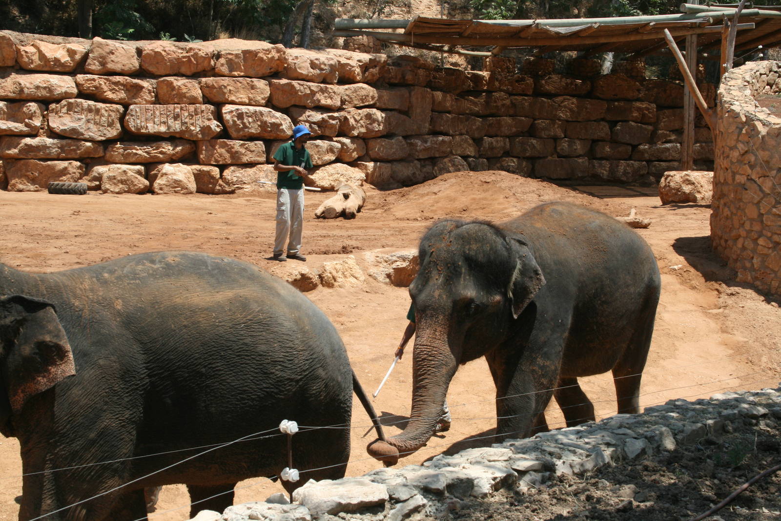elephant training show
