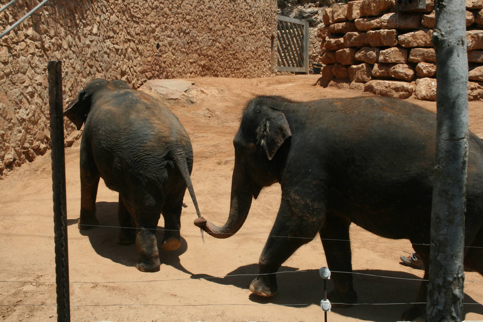 elephant training show