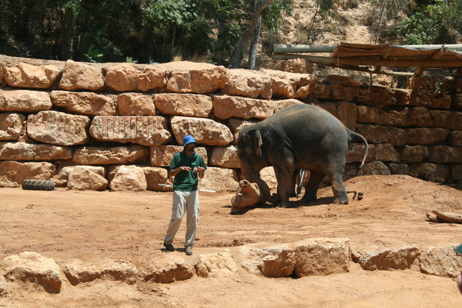 elephant training show