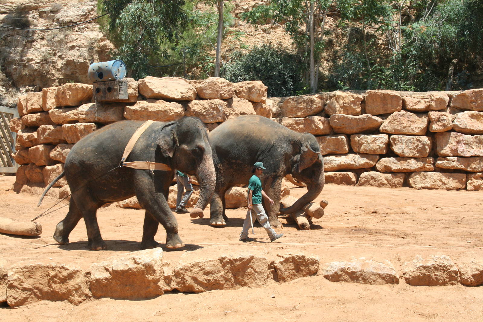 elephant training show