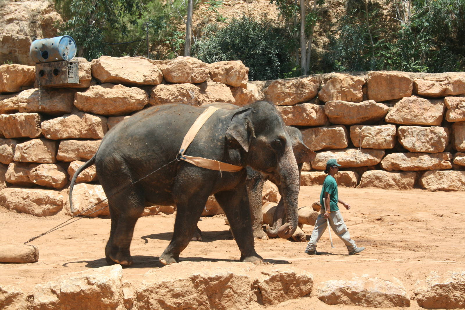 elephant training show
