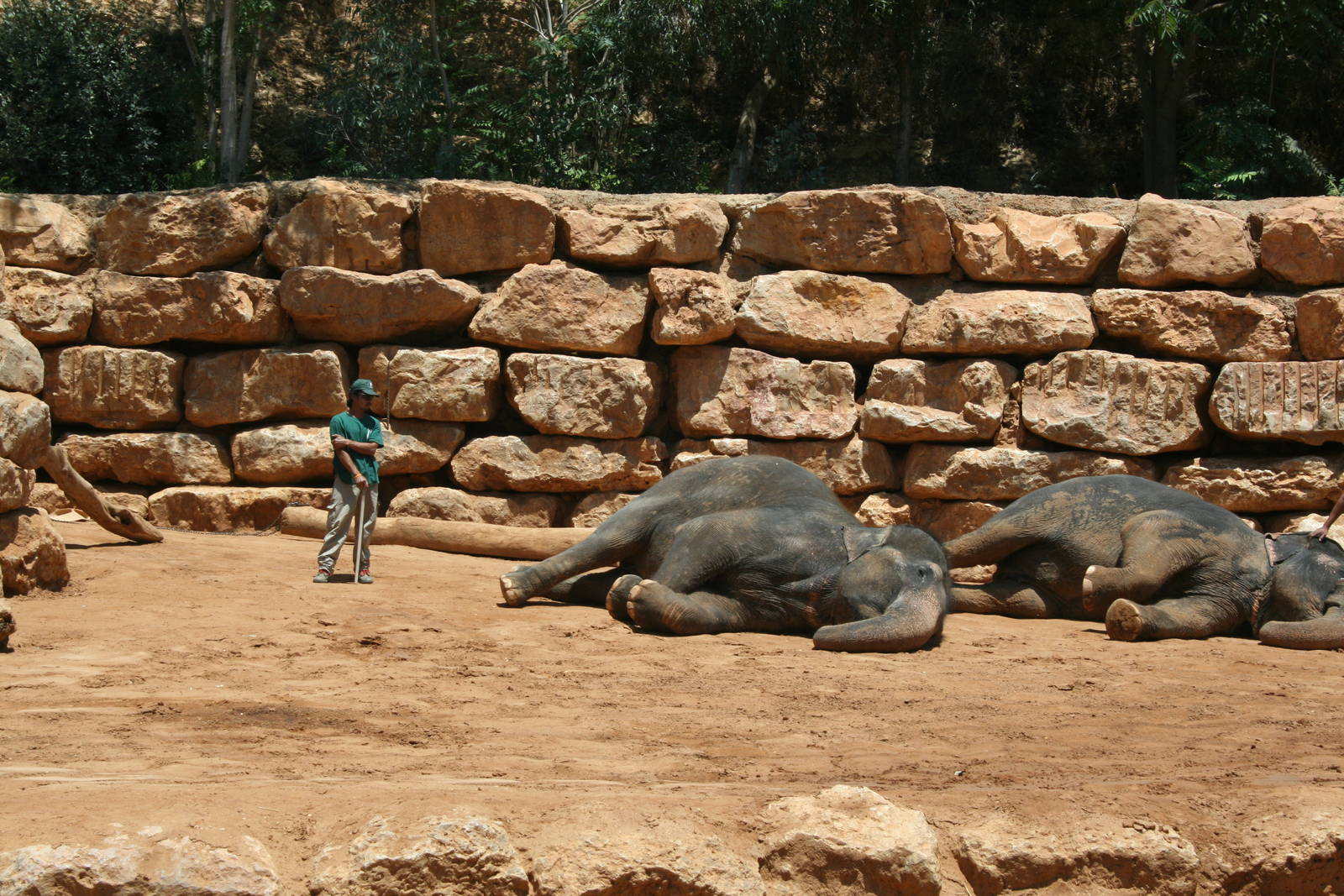 elephant training show