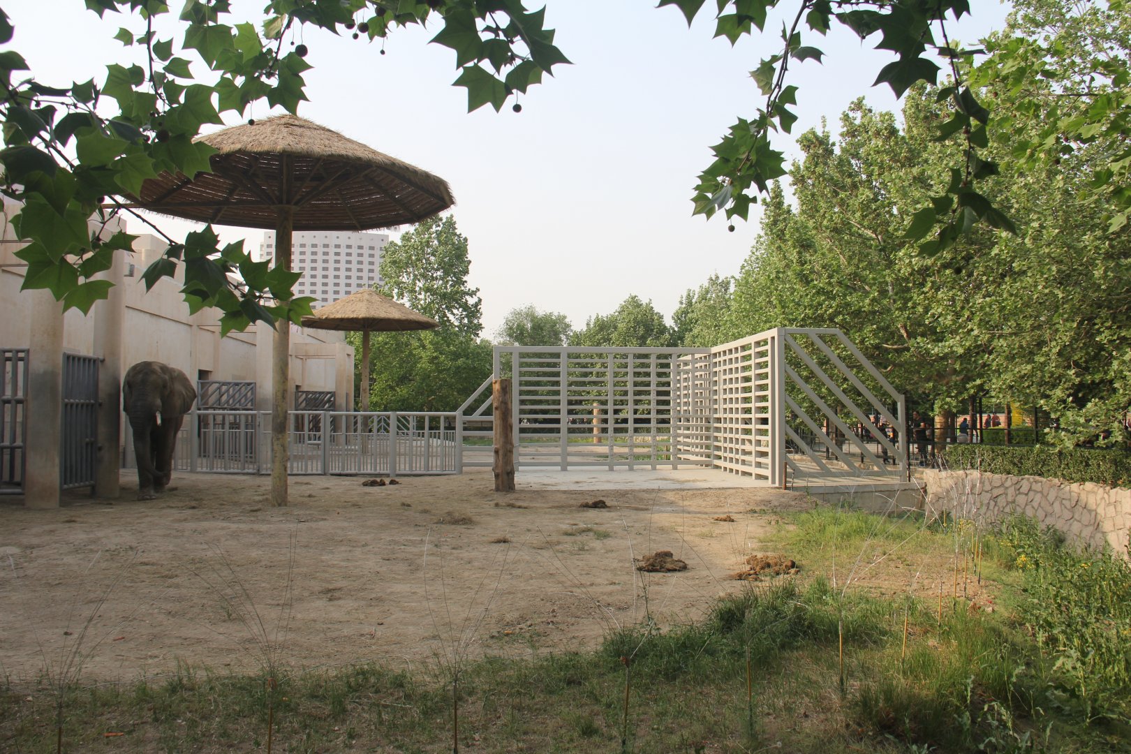 elephant training wall