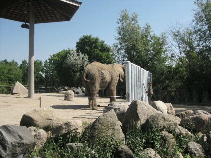 Elephant Training Wall