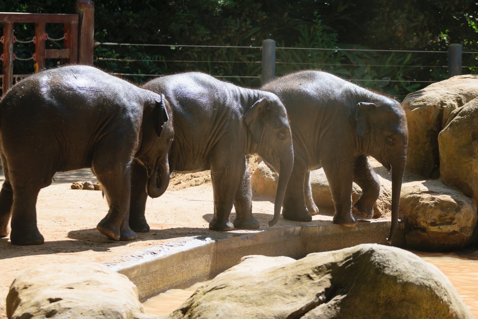 Elephant trio entering the pool