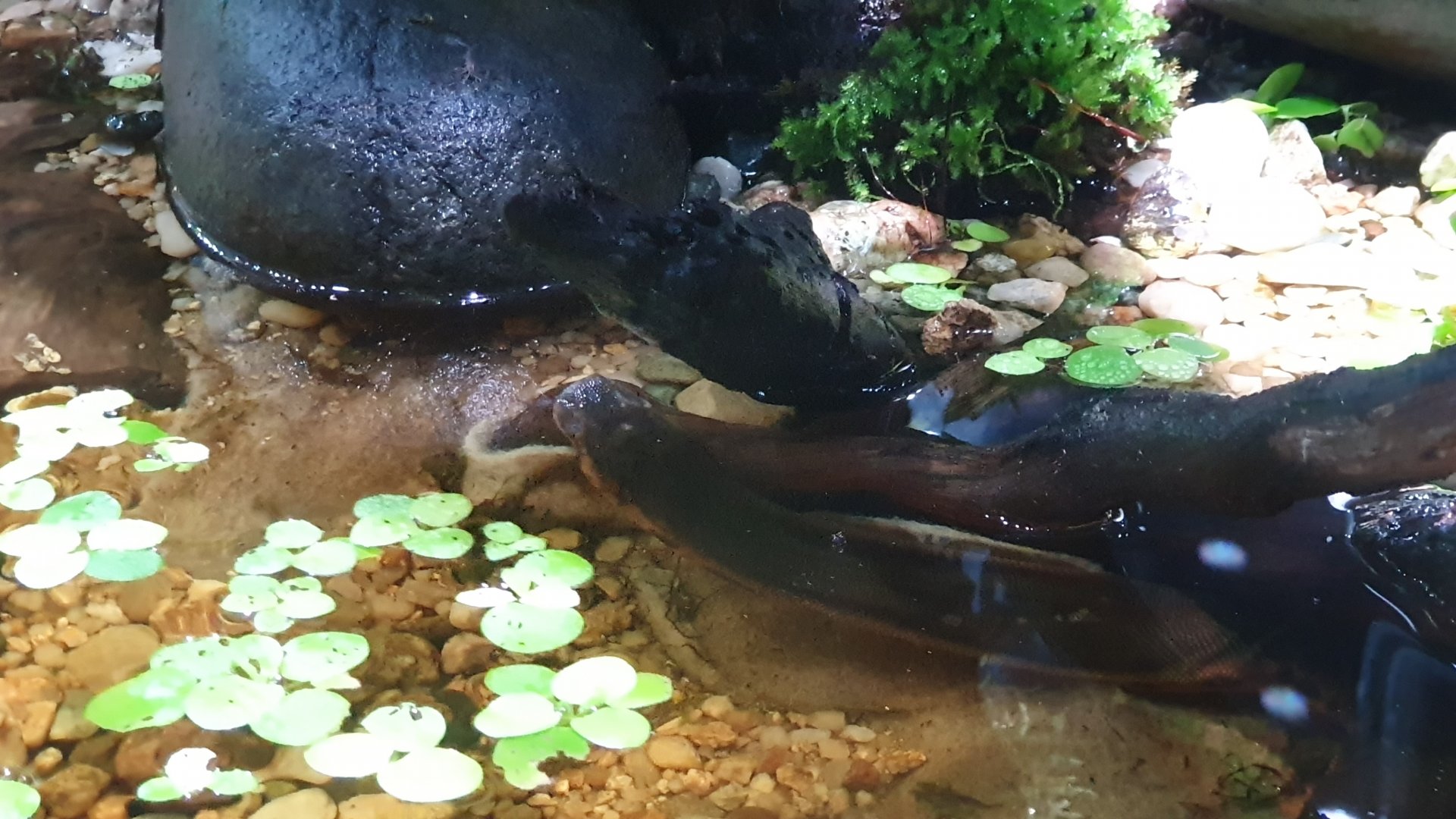 Elephant Trunk Snake (Acrochordus javanicus) - Museum Komodo