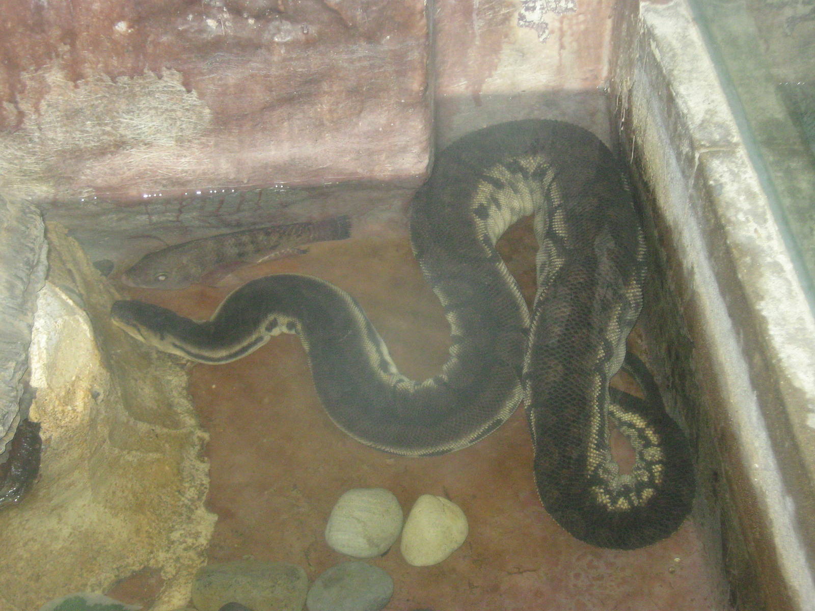 Elephant-trunk Snake (Acrochordus javanicus)