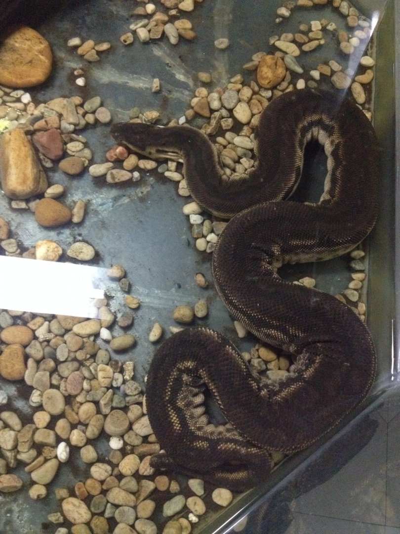 Elephant Trunk Snake (Acrochordus javanicus)